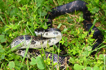 Rat Snake (Elaphe obsoleta) Illinois