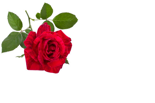 red rose on a stem