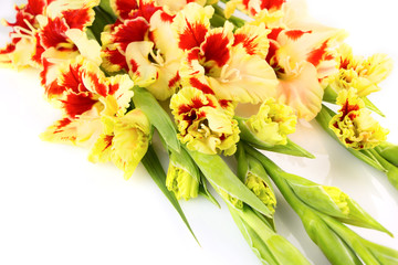 Bright yellow and red gladiolus isolated \ horizontal