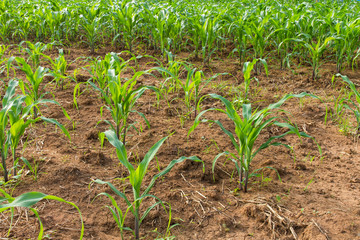 Corn crop was planted as rows growing on the soil fertility.