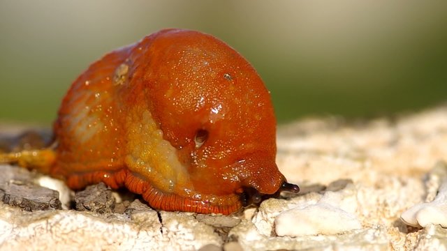 Red slug aka Chocolate arion, Arion rufus