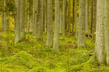 Tree trunks and moss
