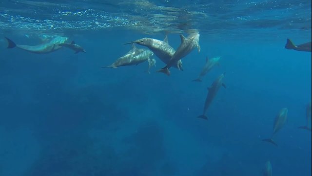 delfine mit kleinen baby delfine schwimmen im roten meer