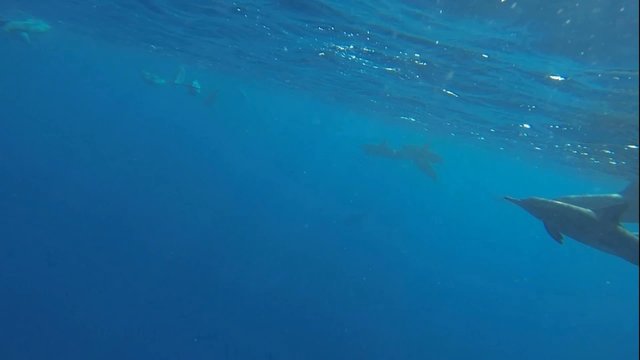 schwimmen und tauchen mit vielen delfinen im roten meer