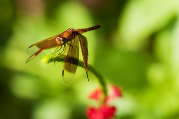 Dragonfly