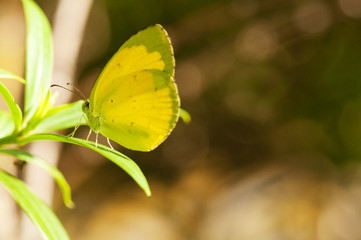 Yellow Butterfly