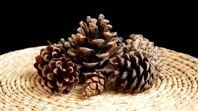 Pine cones rotate on black background