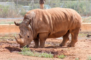 Foto op Plexiglas Rhino in national park. Family Rhinocerotidae. © M-Production