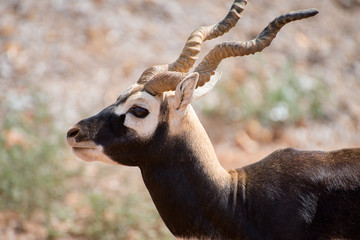 Blackbuck walking in national park. Antilope cervicapra.