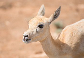 Fototapeta premium Young antilope walking in national park.