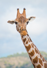 Fototapeta premium Rothschild's giraffe in national park.