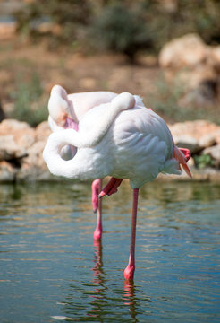 White flamingos in the pond in national park.
