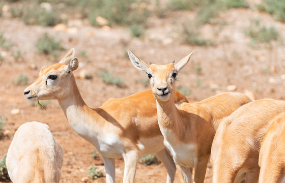 Young antilopes eating in national park.