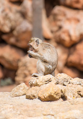 Little monkey eating in national park.