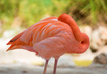 Fototapeta na wymiar Pink flamingo sleeping in national park. Phoenicopterus ruber