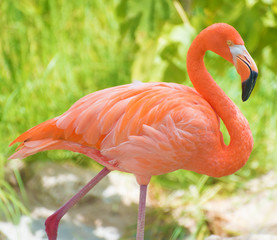 Pink flamingo walking in national park. Phoenicopterus ruber