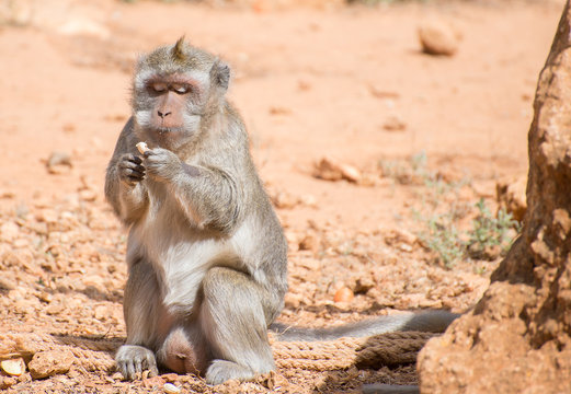 Monkey eating peanut in national park.
