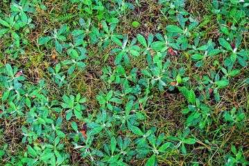 Fresh spring green grass