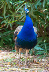 Pavo walking in national park. Pavo cristatus.
