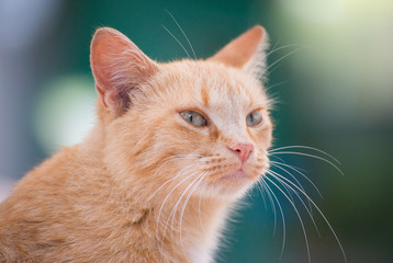 Portrait of cute street cat outdoors.