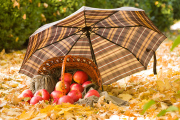 basket with apples on autumn leaves in the forest