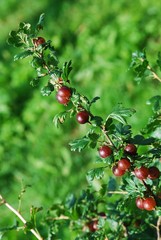 Red gooseberries hanging on a bush