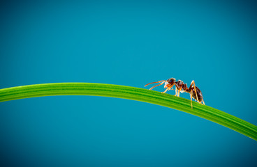 Ant and green grass