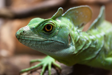 the green lizard