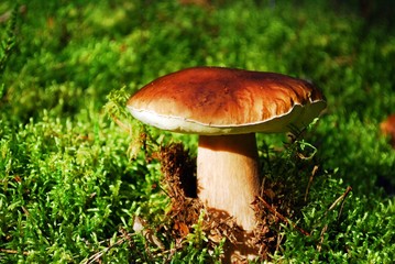 Cep Mushroom Growing in European Forest