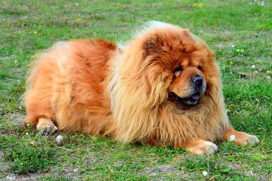 Brown friendly chow-chow dog in the green grass.