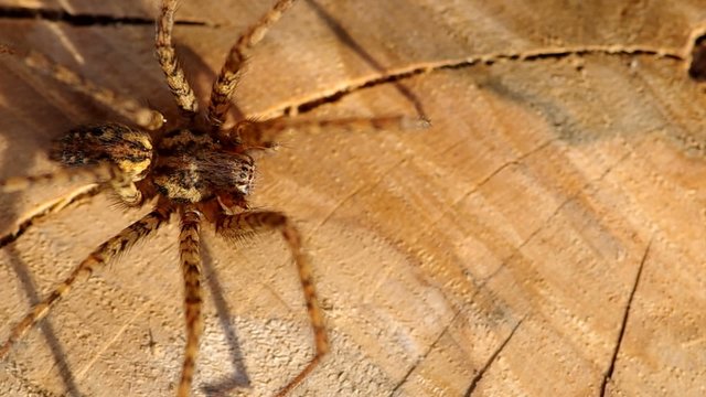 Detail of a spider on a wooden background, outdoors