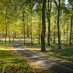 Fallen leaves in autumn park