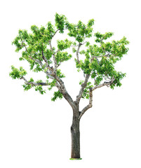 Obraz premium Tree on white background