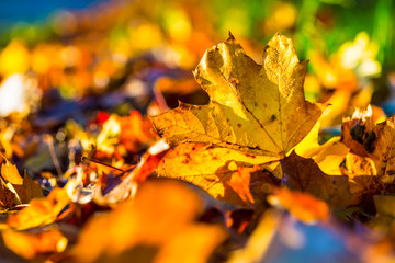 Autumn leaves in autumn colours and lights.Macro