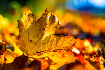Fototapeta na wymiar Autumn leaves in autumn colours and lights.Macro