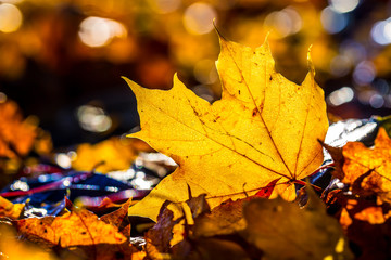 Autumn leaves in autumn colours and lights.Macro