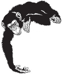 Naklejka premium chimpanzee black white