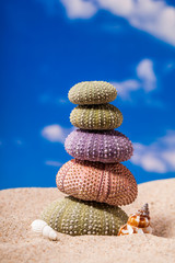 Fototapeta na wymiar Sea Hedgehog shells on sand and blue sky Background