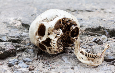 Human skull lean on old crack cement street