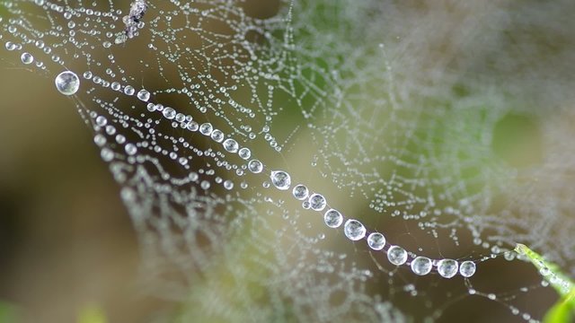Morning dew on a spider web