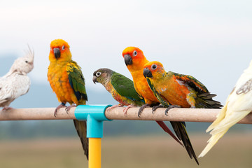 Sun conure parrot ,bird