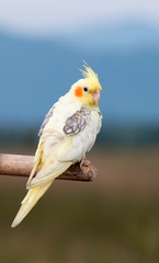 Cockatiel parrot ,bird © muangsatun