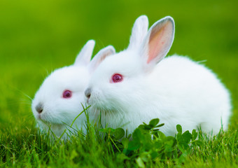 Funny baby white rabbit eating clover in grass