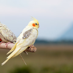 Cockatiel parrot ,bird