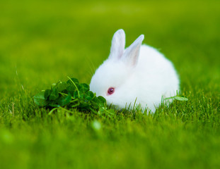Funny baby white rabbit eating clover in grass