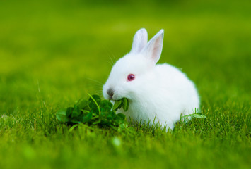 Funny baby white rabbit eating clover in grass