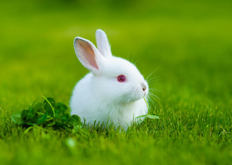 Funny baby white rabbit eating clover in grass