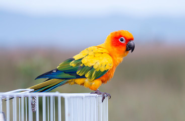 Sun conure parrot ,bird