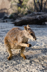 グラナイト渓谷のロックワラビー