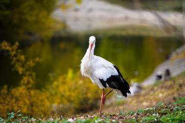 White stork